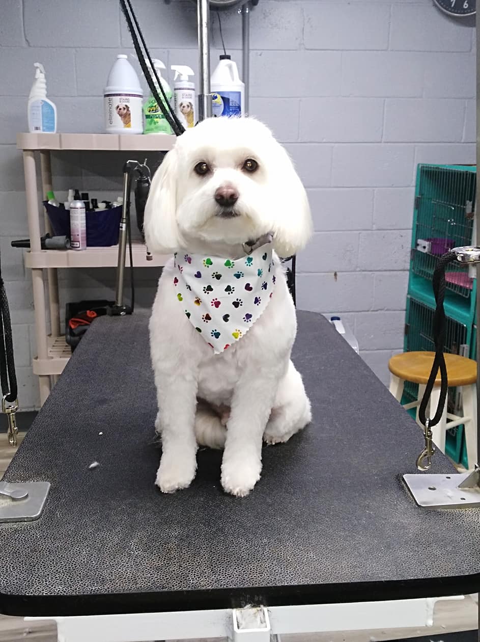 Dog Grooming a cute white dog