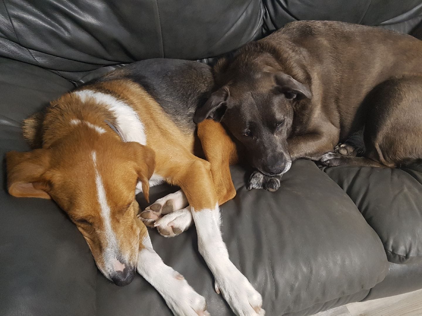 2 dogs sleeping on couch at Dog Boarding facility