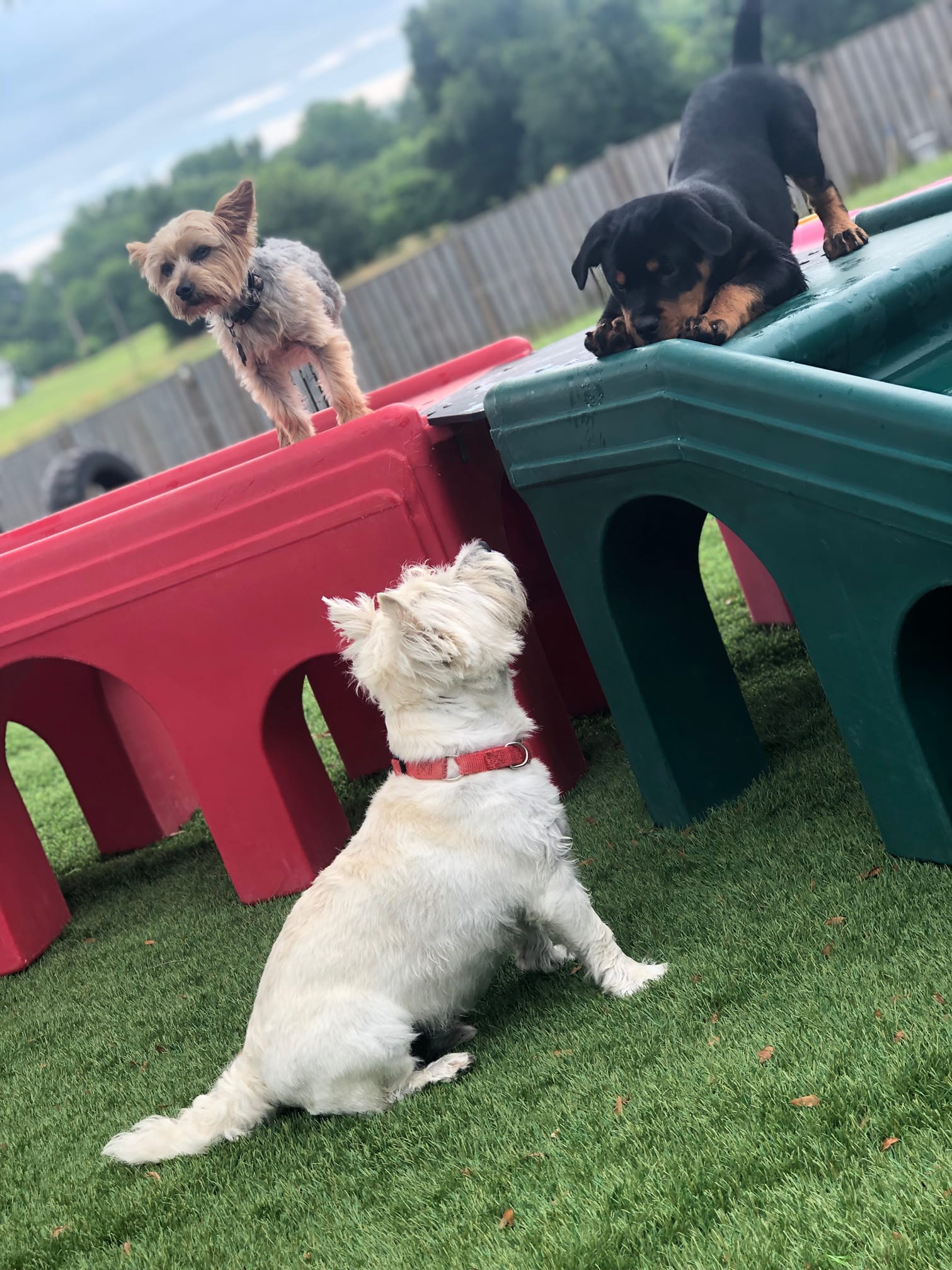 Dogs Playing at Dog Daycare